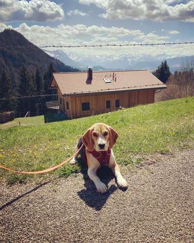 Dogorama Photo Challenge - Tierischer Urlaub-Beitrag-Bild