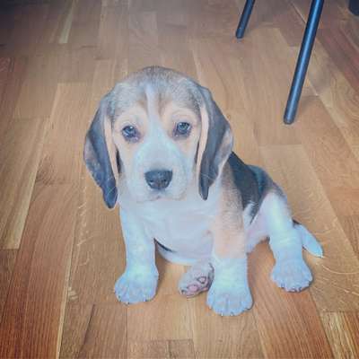 Welpen Bilder !-Beitrag-Bild