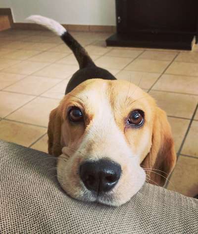 Dogorama Photo Challenge - Be my valentine-Beitrag-Bild