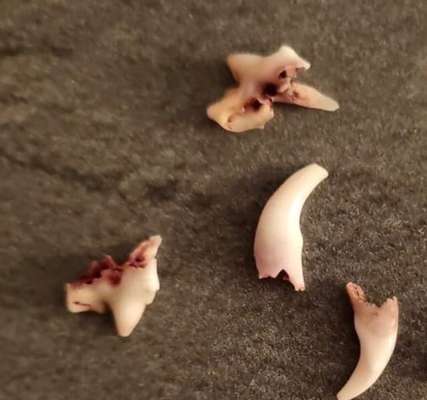 Eckzahn gefunden-Beitrag-Bild