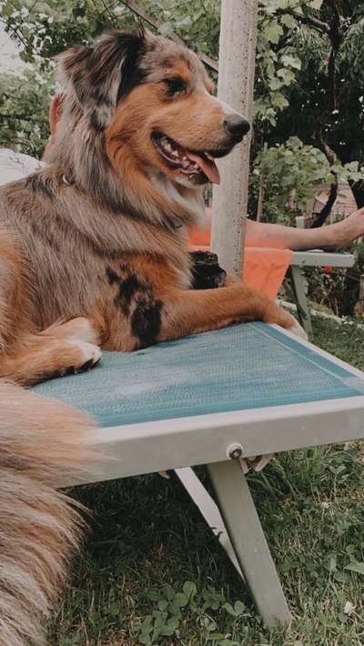 Die Dogorama Wochen Challenge: “Dein Hund im Urlaub”-Beitrag-Bild