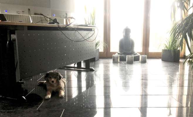 Welpe im Büro-Beitrag-Bild