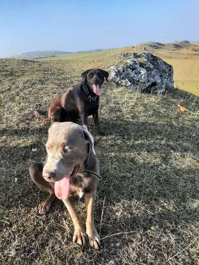 Fotochallenge Nr. 59 - Mein Hund zeigt die Zunge-Beitrag-Bild