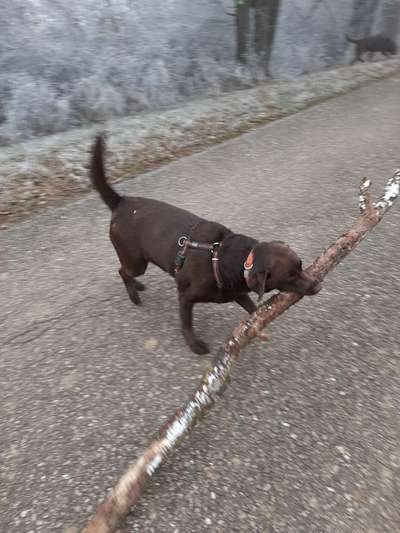 Labradorfans-Beitrag-Bild