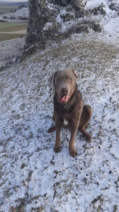 Labradorfans-Beitrag-Bild