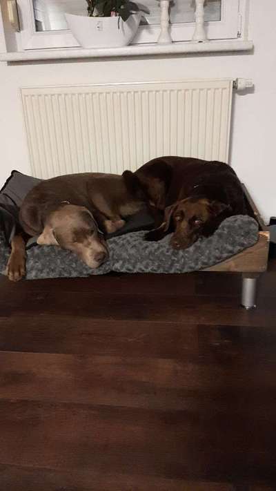 Wo sind meine Labrador Freunde-Beitrag-Bild
