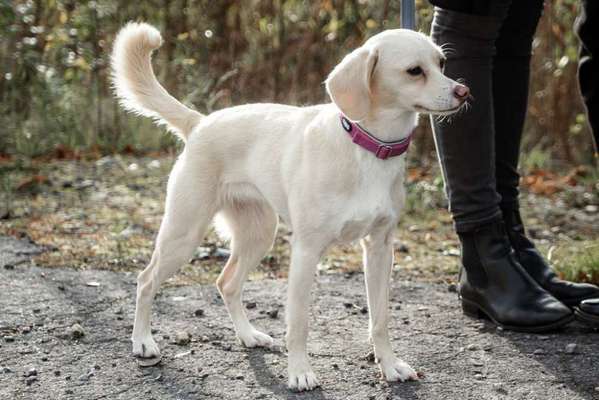 Hund aus dem Spanischen Tierschutz-Beitrag-Bild