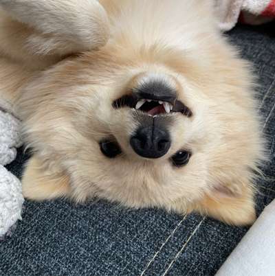 Hundetreffen-Reitersdorferpark-Bild