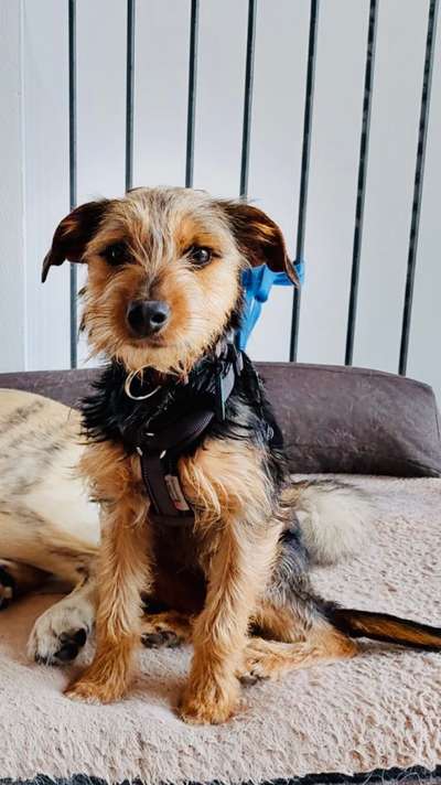 Mischlinge raten - Rätselspaß-Beitrag-Bild