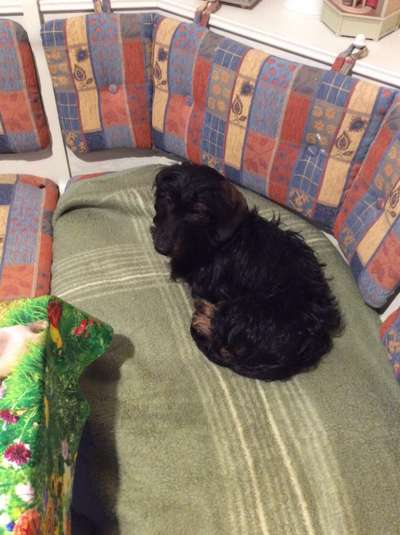 Hundetreffen-Erfahrung mit Hunden die nicht Autofahren-Bild