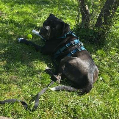 Hundetreffen-Feste Hundefreunde für Nero gesucht 🐾-Bild