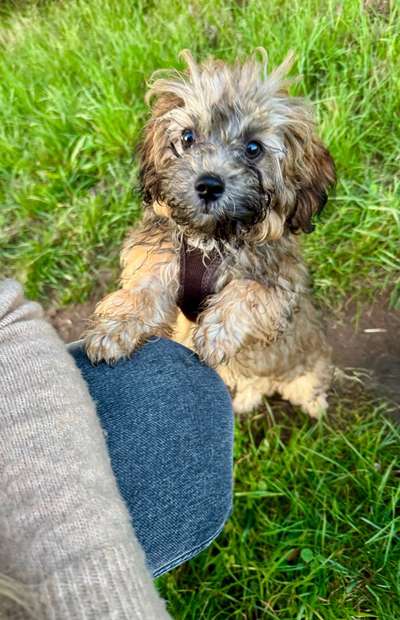 Hundetreffen-Play-/Gassi-Dates Raum Bietigheim-Bissingen-Bild