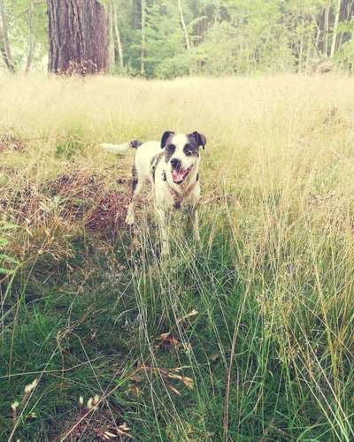 Jack Russell-Beitrag-Bild