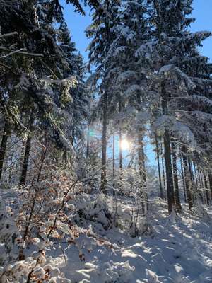 Hundeauslaufgebiet-Weißenfels Schöneberg-Bild