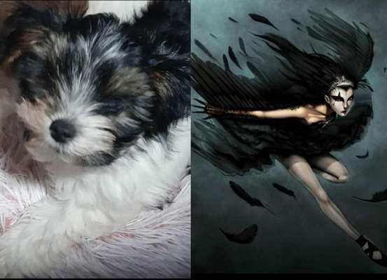 Wie heißt dein Hund?-Beitrag-Bild