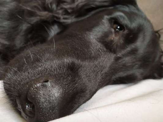 Zeigt mir die tollste Nahaufnahme von eurer Fellnase-Beitrag-Bild