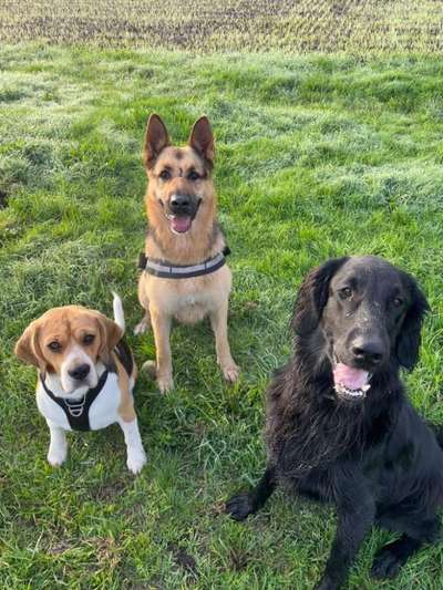 Flat Coated Retriever-Beitrag-Bild