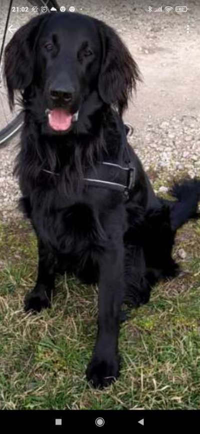 Flat Coated Retriever-Beitrag-Bild