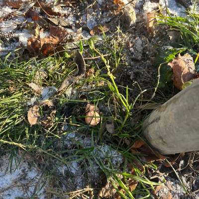 Giftköder-Evtl. Giftköder (Wiener)-Bild