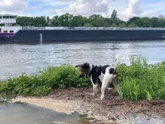 Dogorama-Monats-Challenge-Mai "Wasser"-Beitrag-Bild