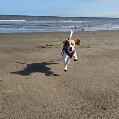 Hundetreffen-Beagle Mädel - bald 1 Jahr alt-Bild