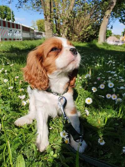 Die Dogorama Kalender Challenge 4/4-Beitrag-Bild