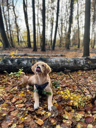 Hundetreffen-Spielen oder gemeinsames Training:)-Bild