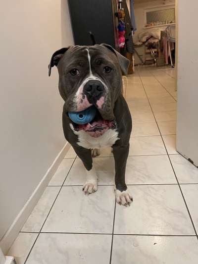 "Bulligere Arten" auch hier? :) Amstaff etc..-Beitrag-Bild