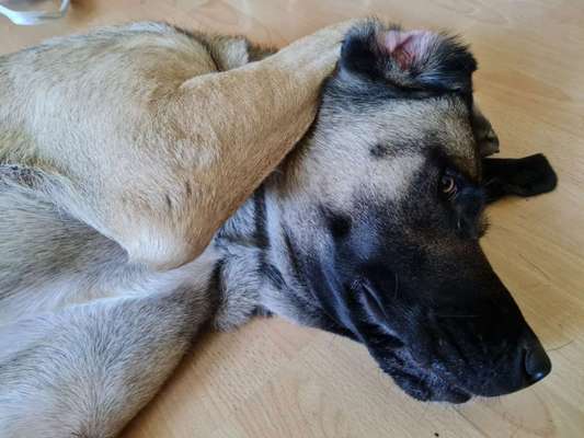Kangal Fans ! ! ! !-Beitrag-Bild