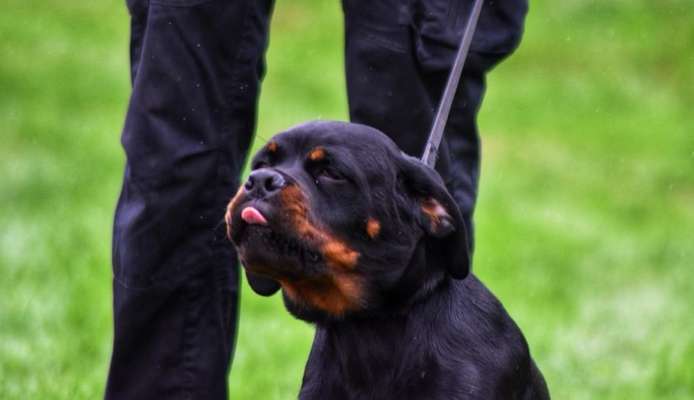 Dogorama Photo Challenge - Gassipause-Beitrag-Bild