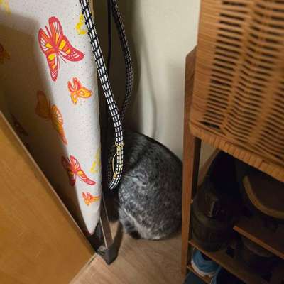 Wie habt ihr den Silvesterabend verbracht?-Beitrag-Bild