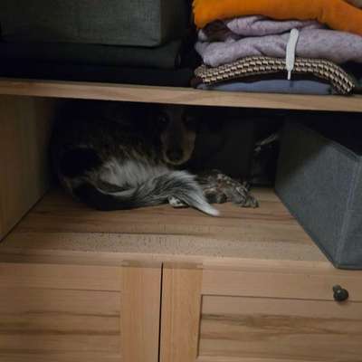 Wie habt ihr den Silvesterabend verbracht?-Beitrag-Bild