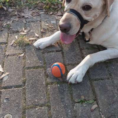 Hundetreffen-Suche Gassi-und Spielpartner-Bild