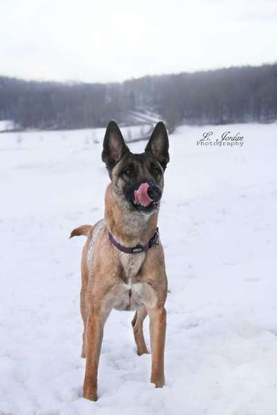 Schneehund-Beitrag-Bild