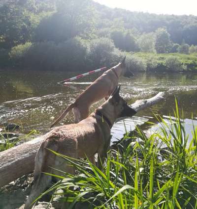 Die wunderschöne Welt mit Hund.-Beitrag-Bild