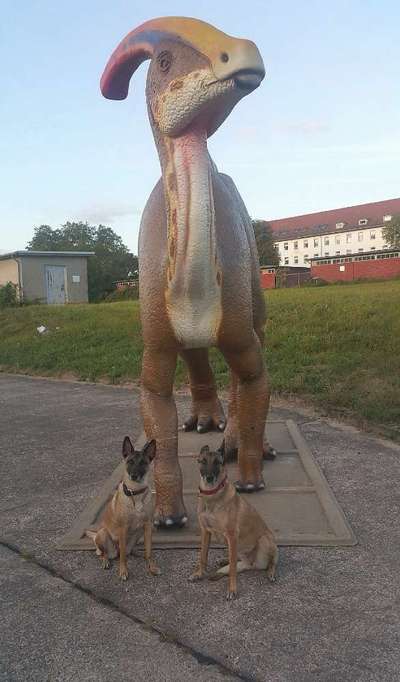 Dogorama Photo Challenge - Zufallsfund beim Gassi-Beitrag-Bild