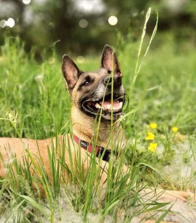 5. Hund im hohen Gras-Beitrag-Bild