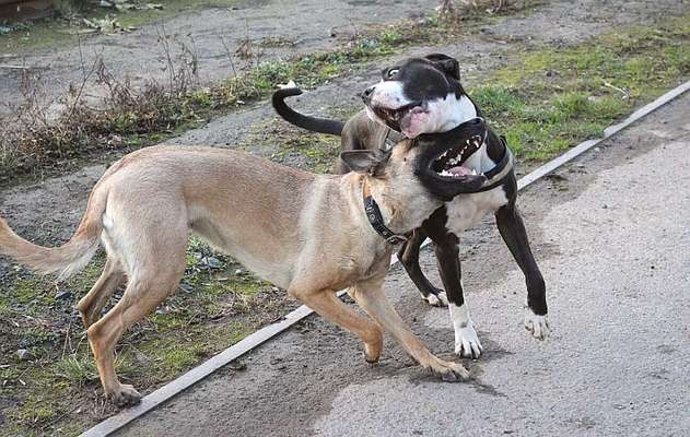 Foto-Challenge Nr. 90: Lebensfreude-Beitrag-Bild