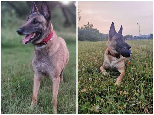 Alles rund um den Schäferhund, diskutieren erwünscht.-Beitrag-Bild
