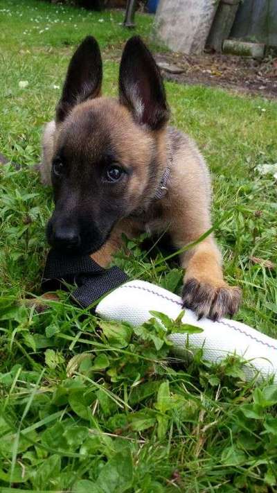 Welpen Bilder !-Beitrag-Bild