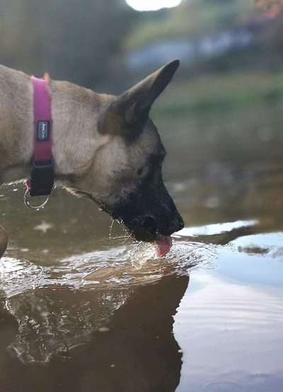 Dogorama Photo Challenge - Pfützen & Spiegelungen-Beitrag-Bild