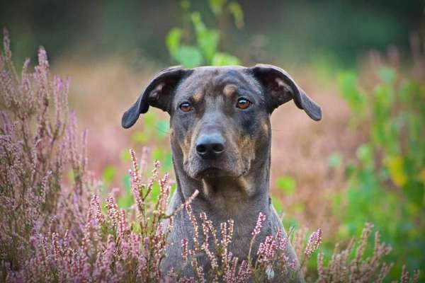 Louisiana Catahoula Leopard Dog-Beitrag-Bild