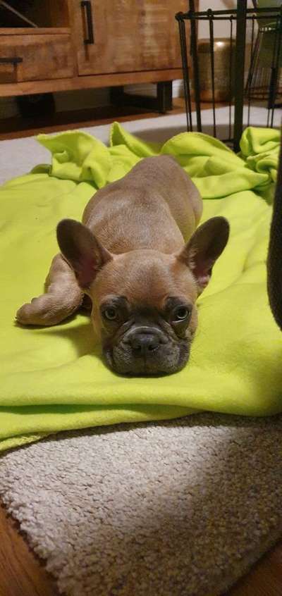 Zeigt her eure Frenchi-Beitrag-Bild