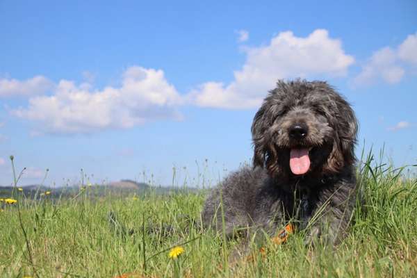 Die Dogorama Kalender Challenge 4/4-Beitrag-Bild