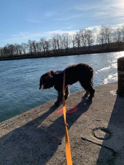 Challenge 23 : "  Euer Hund beim Frühlingserwachen "-Beitrag-Bild