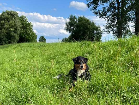Hundetreffen-Gassitreffen und spielen-Bild