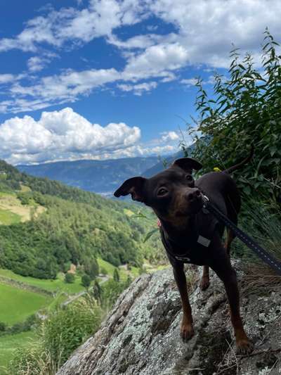 Prager Rattler-Beitrag-Bild