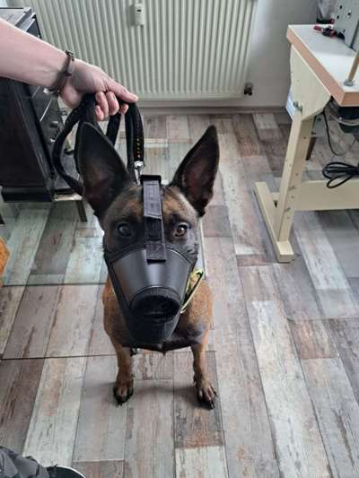 Hass auf Hunde - warum?!-Beitrag-Bild