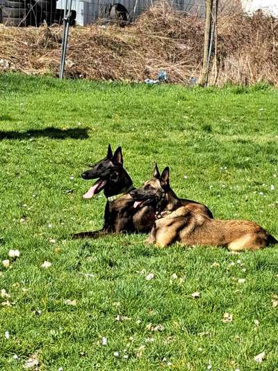Zeigt eure Malinois!!!-Beitrag-Bild