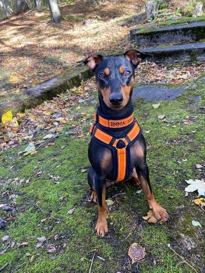 Liebhaber des Deutschen Pinscher gesucht.-Beitrag-Bild